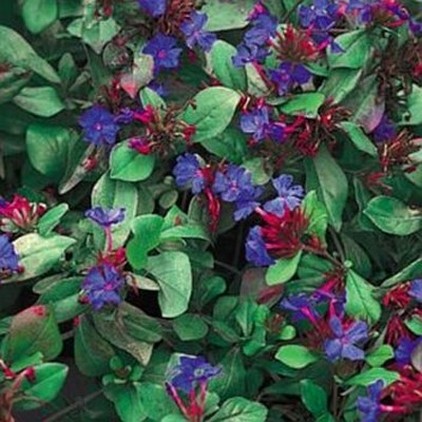 Image of Red flowering bush plant with blue flowers
